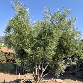Supreme Tree Experts - Before Tree 6 - Tree Services Near Me - Santa Ana, California Supreme Tree Experts - Before Tree 6 - Tree Services Near Me - Santa Ana, California