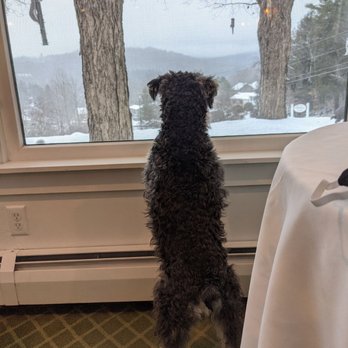 Deerhill Inn - Josie keeping an eye on the wild life - Bed & Breakfast Near Me - West Dover, Vermont