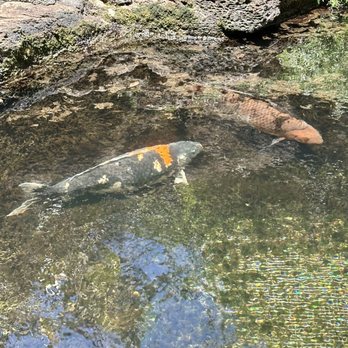 Asana Spa - Garden pond with giant koi. - Day Spas Near Me - Honolulu, Hawaii