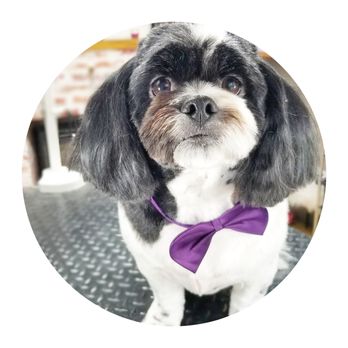 Grooms by Em - Pet Groomers Near Me - Mill Bay, British Columbia Grooms by Em - Pet Groomers Near Me - Mill Bay, British Columbia