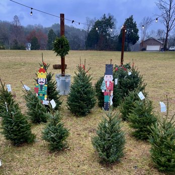 Raise The Tree - Small trees for sale also - Christmas Trees Near Me - Louisville, Tennessee
