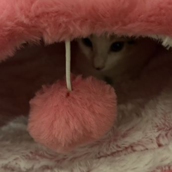 PetSmart - New comfy bed with Pixie inside trying it out. - Pet Training Near Me - Miami, Florida PetSmart - New comfy bed with Pixie inside trying it out. - Pet Training Near Me - Miami, Florida