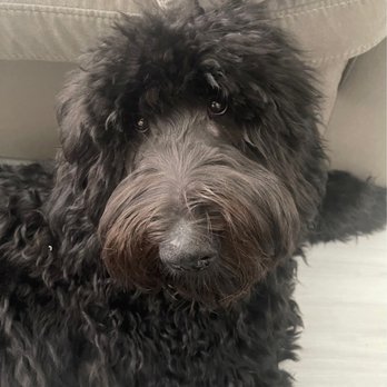 Dog House Miami - Pet Sitting Near Me - Miami Lakes, Florida