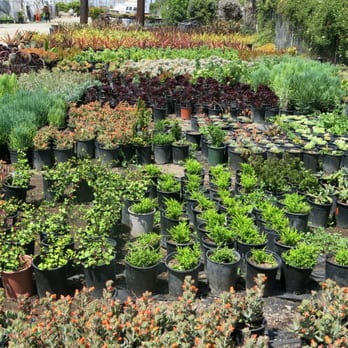 Azul and Verde Nursery - Nurseries & Gardening Near Me - Torrance, California Azul and Verde Nursery - Nurseries & Gardening Near Me - Torrance, California
