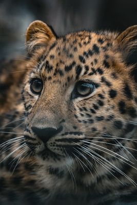 San Diego Zoo by null