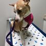 Photo of We Talk Pets! Animal Hospital
