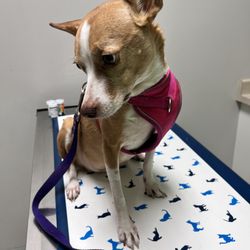 We Talk Pets! Animal Hospital