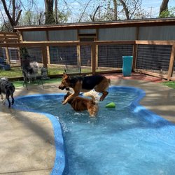 Deb's Riverview Kennel - A Day at the Pool at Deb's Riverview Kennel