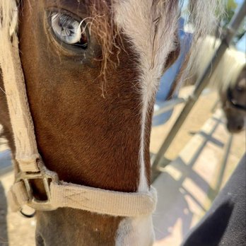 River Ranch Texas Horse Park - One of the sweet baby Shetlands - Venues & Event Spaces Near Me - Dallas, Texas River Ranch Texas Horse Park - One of the sweet baby Shetlands - Venues & Event Spaces Near Me - Dallas, Texas