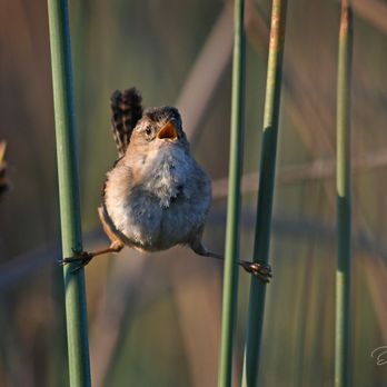 Cosumnes River Preserve - Marsh Wren on Boardwalk - Parks Near Me - Galt, California