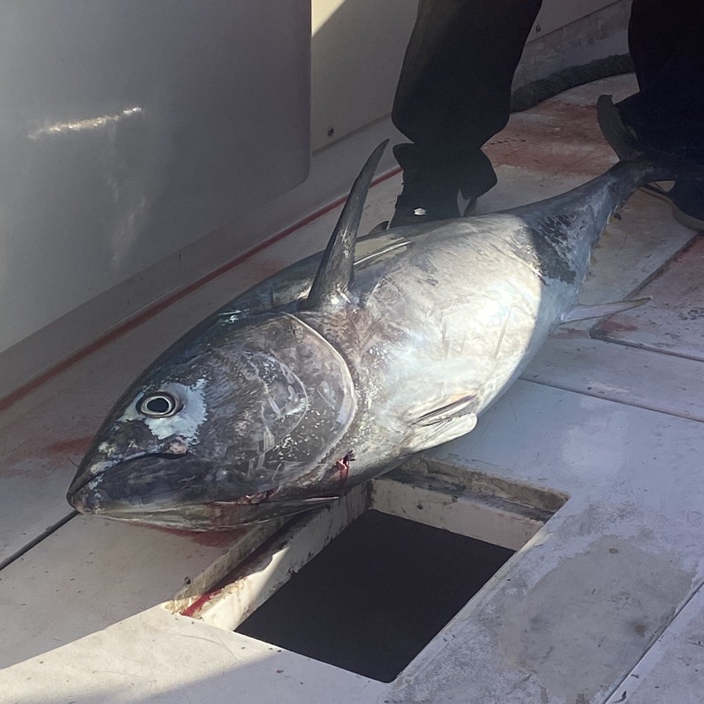 Pila's Sport Fishing - 65 lbs tuna. 1 hour fight. - Fishing Near Me - Ensenada, BCN Pila's Sport Fishing - 65 lbs tuna. 1 hour fight. - Fishing Near Me - Ensenada, BCN