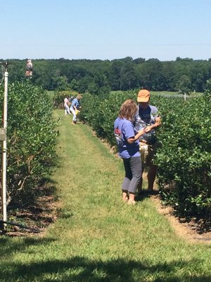 Berry Good Farms by null