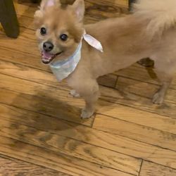 Bark Out Loud