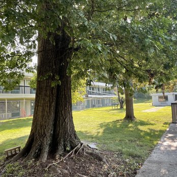 Newburgh Inn - More courtyard. This tree is probably 45 feet tall. - Venues & Event Spaces Near Me - Newburgh, New York