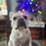 Photo of Animal Eye Care of New England