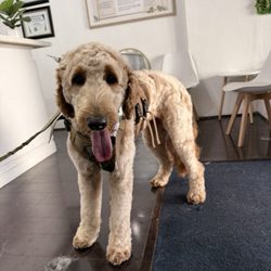 Paw Chakra - Zen Grooming for Dogs and Cats - Isla Bear the Golden Doodle