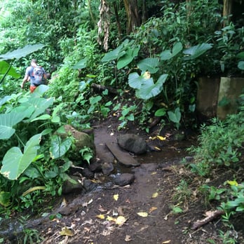 Makiki Valley Trail - Lots of greens throughout the entire loop :) - Hiking Near Me - Honolulu, Hawaii Makiki Valley Trail - Lots of greens throughout the entire loop :) - Hiking Near Me - Honolulu, Hawaii