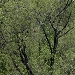 Azalea Path Arboretum And Bontanical Garden - Cardinal spotted in the garden