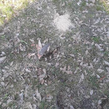 Woodland Tree Service - Holes left by falling limbs - Landscaping Near Me - Memphis, Tennessee Woodland Tree Service - Holes left by falling limbs - Landscaping Near Me - Memphis, Tennessee