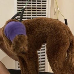 Spaw Fitness - In between professional grooming session, my husband and I regularly groom our dog ourselves.