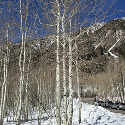 White Pine Trail