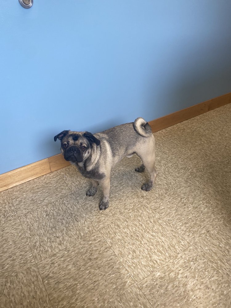 LITTLE MOUNTAIN VETERINARY CLINIC 5923 Highway 150 E, Denver, North Carolina Veterinarians