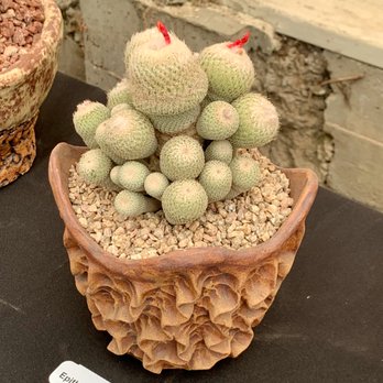 LA Succulents - Nurseries & Gardening Near Me - Lake View Terrace, California LA Succulents - Nurseries & Gardening Near Me - Lake View Terrace, California