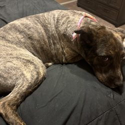 Hot Dogs & Cool Cats All Breeds Grooming - Miss Dallas, I promise she isn't sad, she just always gives the puppy dog eyes!