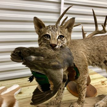 Trophy House Taxidermy - Taxidermy Near Me - Blue Ridge, Texas Trophy House Taxidermy - Taxidermy Near Me - Blue Ridge, Texas