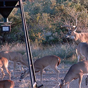 Jacoby S Has A Great Supply Of Deer Corn As Well As Feeders And Is