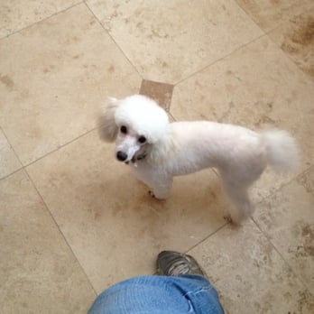 Paw Lounge - Look at this beautiful baby boy! They cut him exactly how I asked. Perfect tail, perfect face, feet, head and ears! - Pet Groomers Near Me - Westminster, California