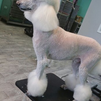 Kim O's Pampered Pups - Pet Groomers Near Me - Boynton Beach, Florida Kim O's Pampered Pups - Pet Groomers Near Me - Boynton Beach, Florida