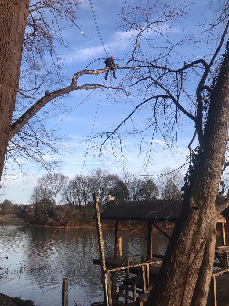 BLAKELY’S TREE SERVICE 11 Photos Nashville, Tennessee Tree