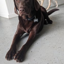 Daragan's Dog Care - A chocolate lab resting
