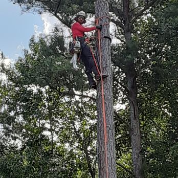 Fellow Tree - Tree Service Company - Tree Services Near Me - Kennesaw, Georgia