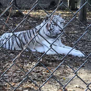 Carolina Tiger Rescue - Saber - Animal Shelters Near Me - Pittsboro, North Carolina Carolina Tiger Rescue - Saber - Animal Shelters Near Me - Pittsboro, North Carolina
