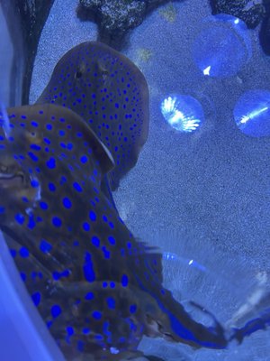 AQWA The Aquarium Of Western Australia by null