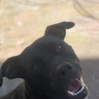 Joybound - he was so happy to have his own yard all to himself - Animal Shelters Near Me - Walnut Creek, California
