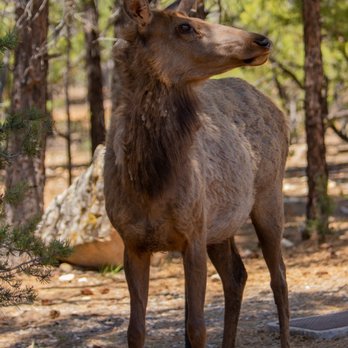 Mather Campground Camp Store - Elk passing by camp - Campgrounds Near Me - Grand Canyon Village, Arizona Mather Campground Camp Store - Elk passing by camp - Campgrounds Near Me - Grand Canyon Village, Arizona