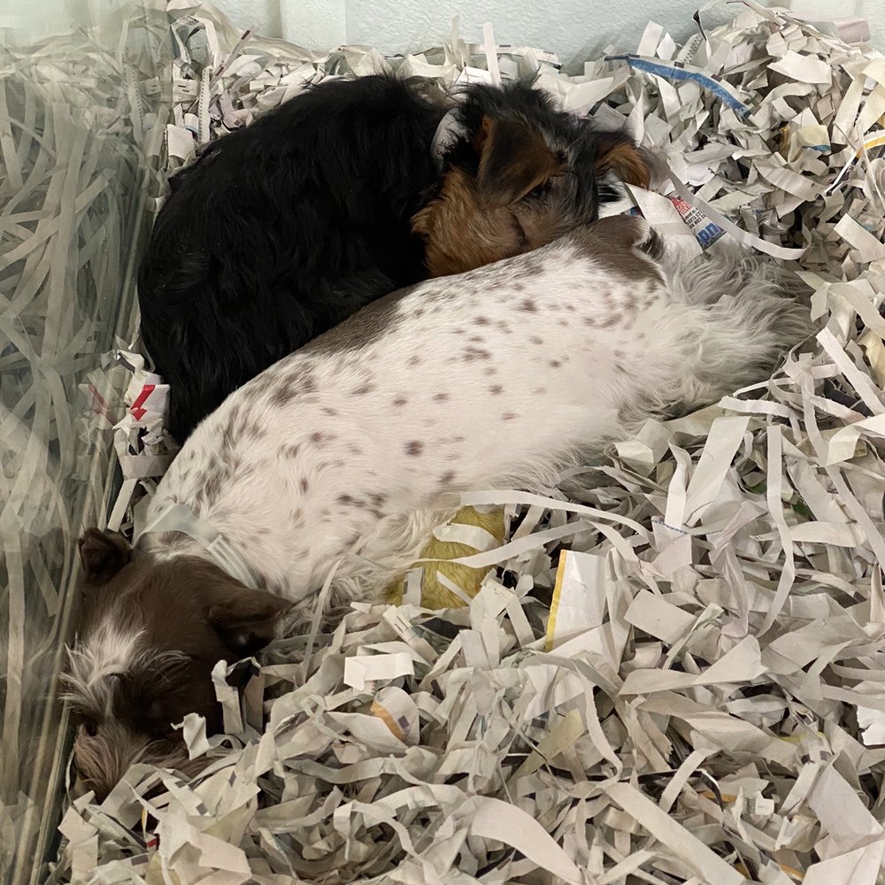 Puppyland Idaho - My heart is with yorkies  I love that she was with this adorable schnauzer. Love the markings - Pet Stores Near Me - Meridian, Idaho