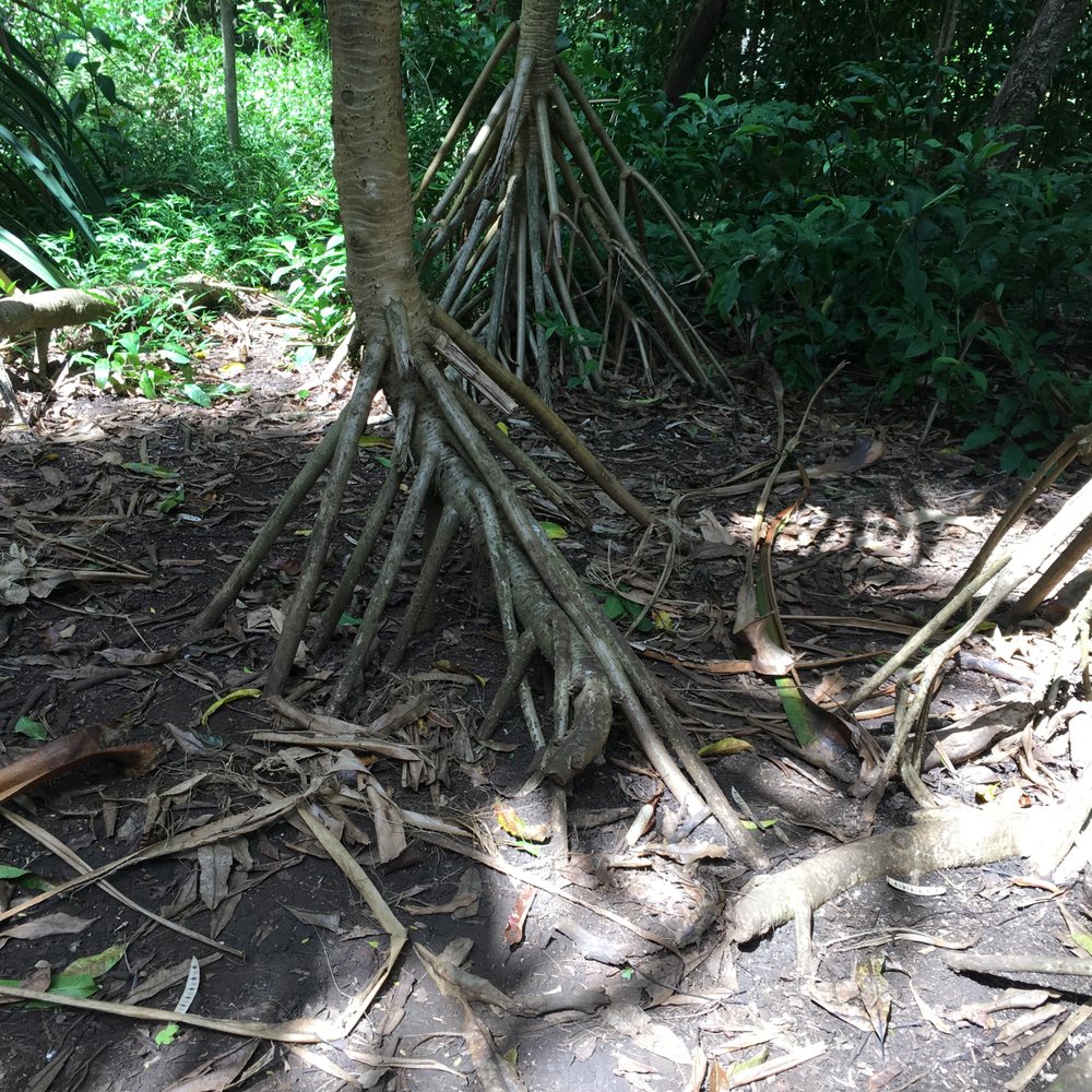 Kayak Wailua Tours - This tree uproots itself to go to spots with more light. - Tours Near Me - Kapaa, Hawaii