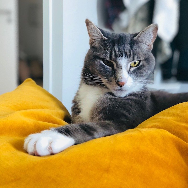 AE PETS INTERNATIONAL Updated September 2024 20 Photos Houston