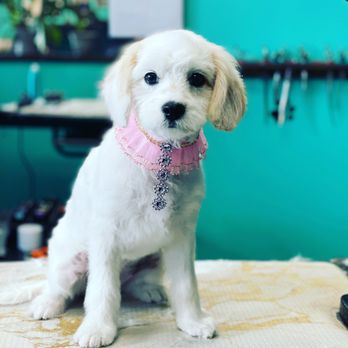 Coco Clips Dog Grooming - Pet Groomers Near Me - Vienna, Virginia