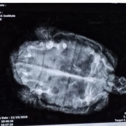 Vet Tech Institute - VTI has an exotic animal class too and I got to xray my turtle..... found out she ate a rock