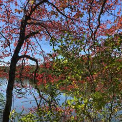 Trustom Pond Wildlife Refuge - Some fall foliage already showing...