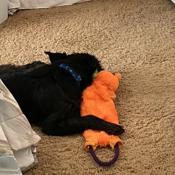 Texas Humane Heroes - Napping with my "baby". - Animal Shelters Near Me - Leander, Texas Texas Humane Heroes - Napping with my "baby". - Animal Shelters Near Me - Leander, Texas