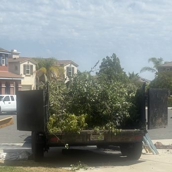 Clean & Green tree service & landscaping - The amount of brush removed from our overgrown bushes and trees. - Landscaping Near Me Clean & Green tree service & landscaping - The amount of brush removed from our overgrown bushes and trees. - Landscaping Near Me