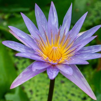 Koi Smart - a purple water lily with yellow center - Nurseries & Gardening Near Me - Riviera Beach, Florida Koi Smart - a purple water lily with yellow center - Nurseries & Gardening Near Me - Riviera Beach, Florida