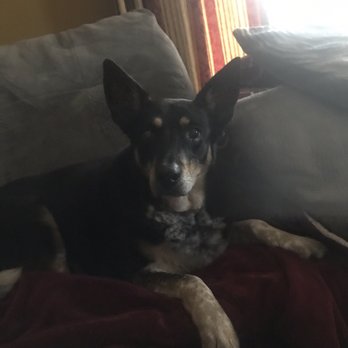 Forest View Animal Hospital - Sophie - Veterinarians Near Me - Hoffman Estates, Illinois
