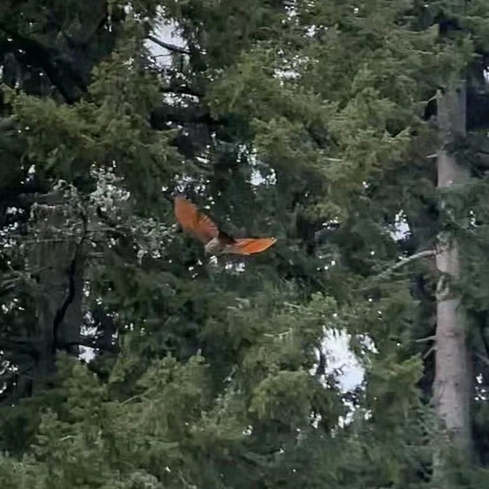 All The Pest Solutions - Bird flew out of our walls (thank goodness) - Pest Control Near Me - Lake Stevens, Washington